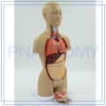 PNT-0322cc Plastic Human Torso body Modelo anatómico